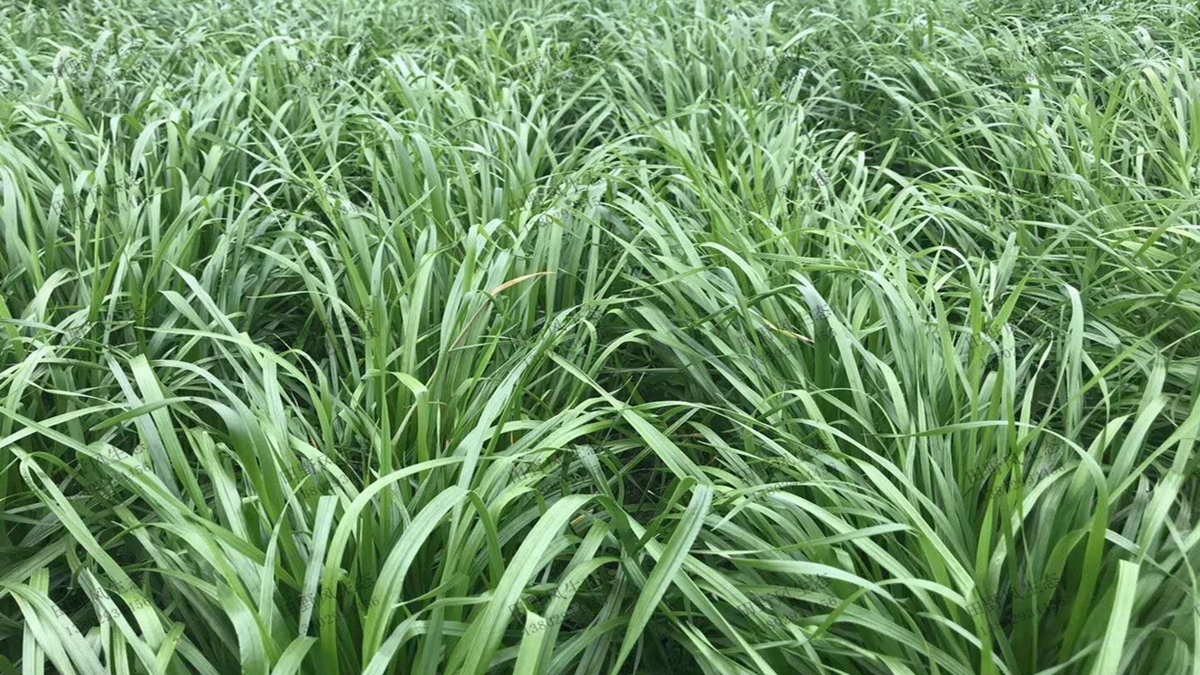 一年生黑麥草種子這樣種植，輕松做到高產量