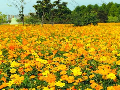 格桑花一年四季都開花嗎