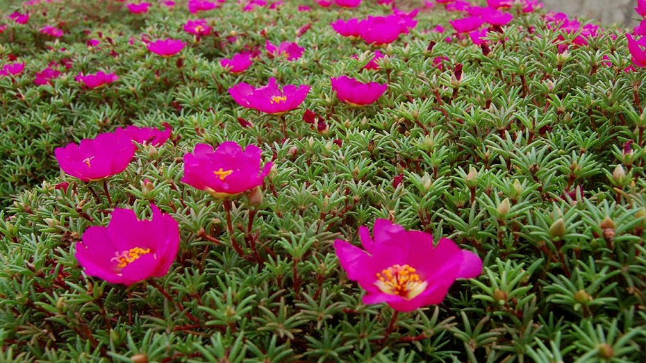 太陽(yáng)花種子種植