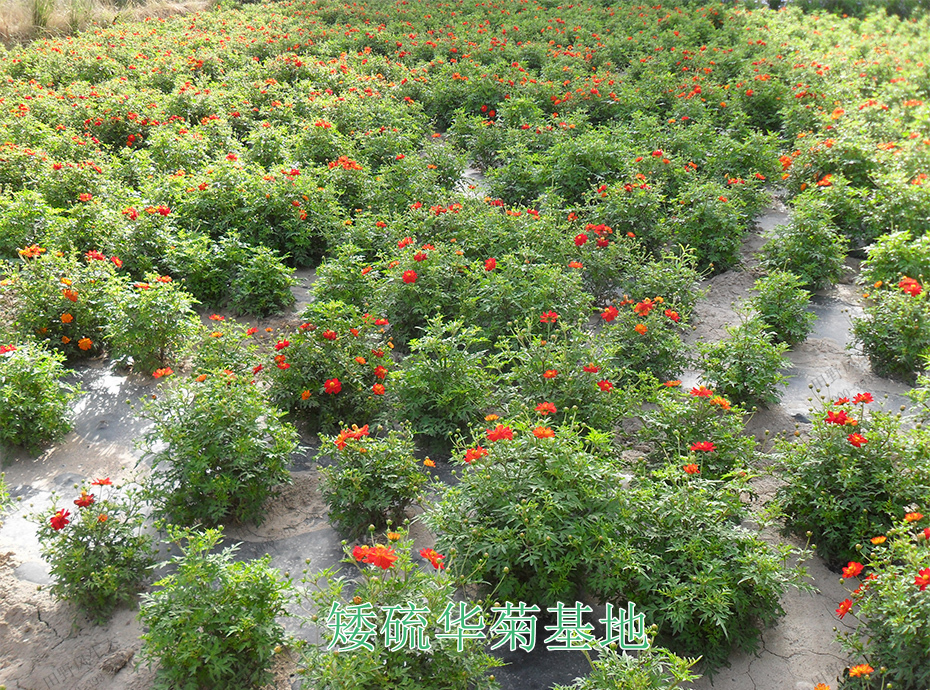 10矮硫華菊基地