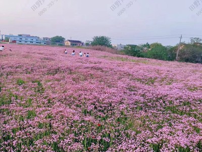 滿天星種子什么季節種最好