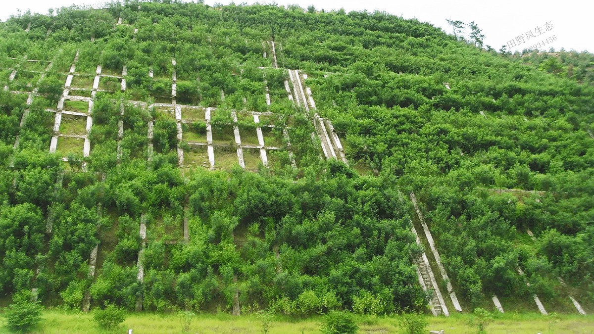 三個月復綠效果