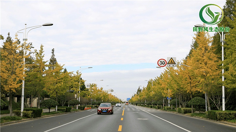 道路綠化,市政綠化