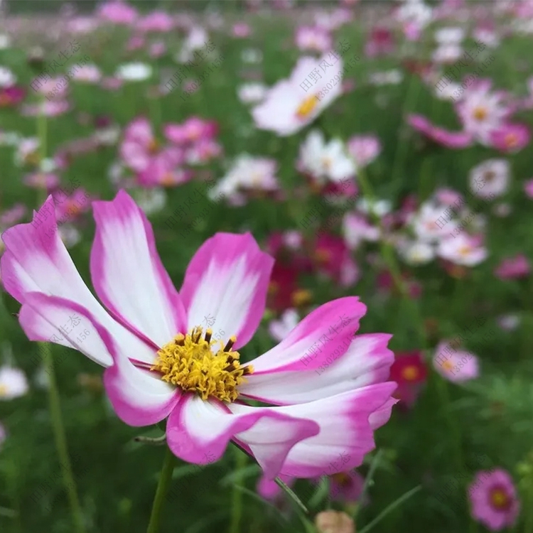 宿根花卉