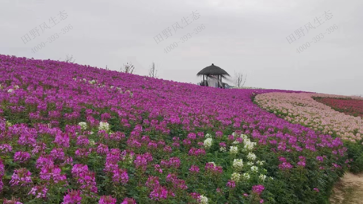 醉蝶花種子