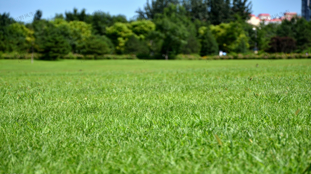 混播草坪