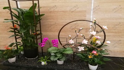 廣州國際電子大廈綠植出租案例