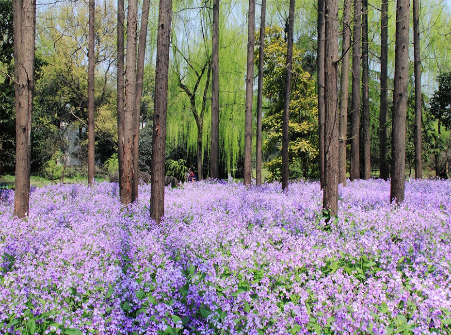 二月蘭花海