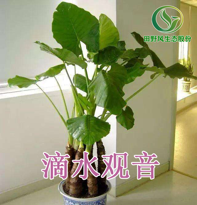 綠植租擺，植物租賃