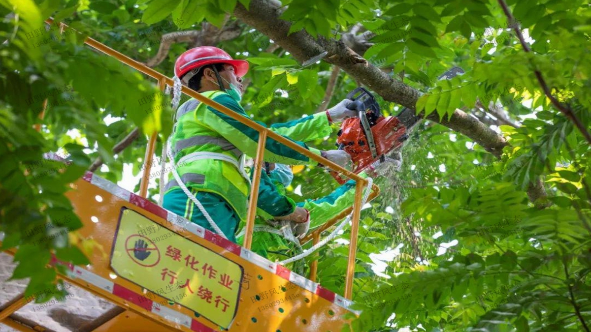 綠化養護樹木修剪