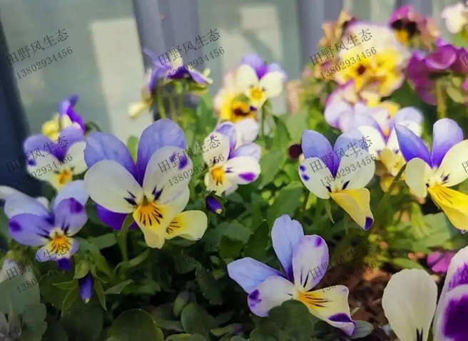 陽臺室內(nèi)花種