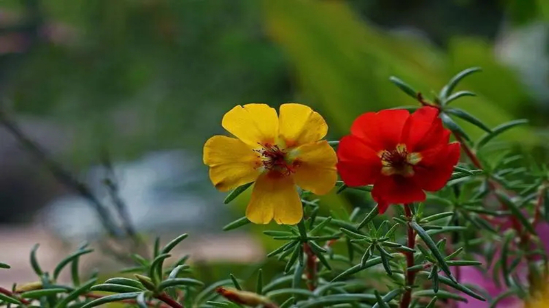 太陽花