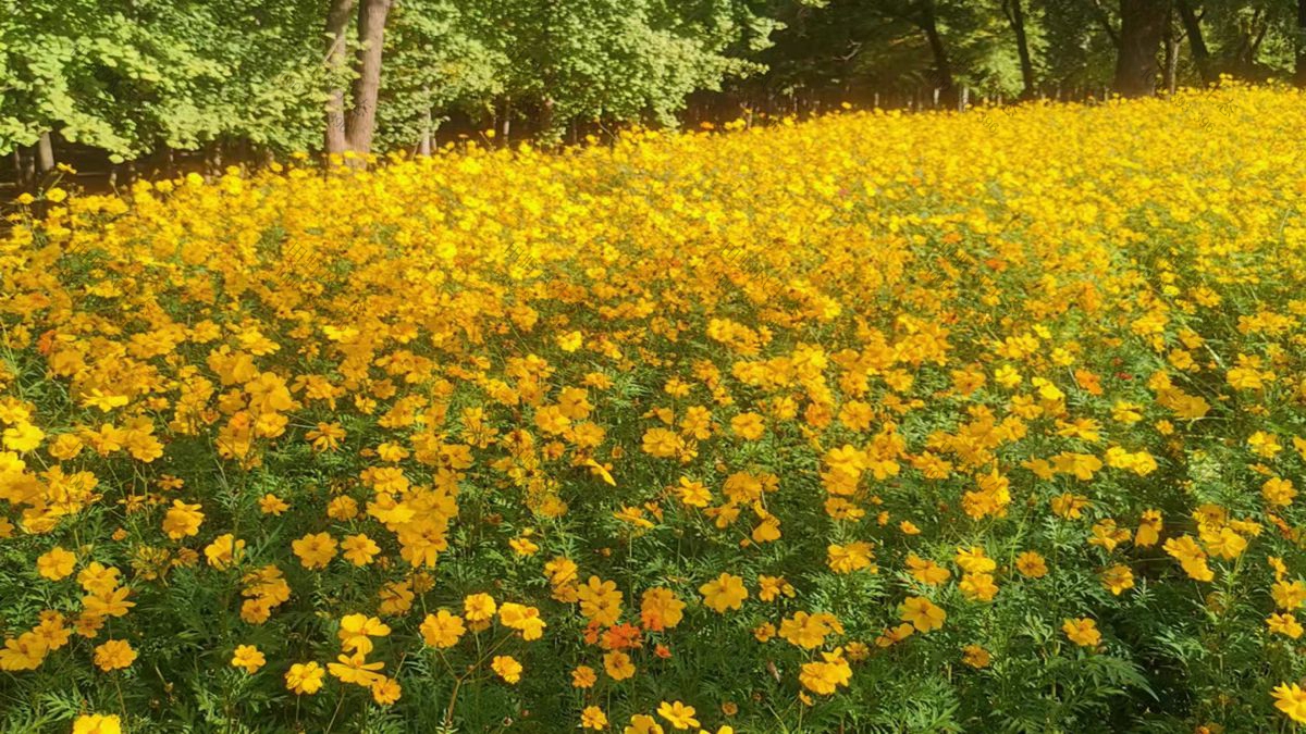 花種批發