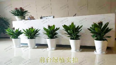 花卉植物租擺,廣東省交通運輸建設工程質量檢測中心