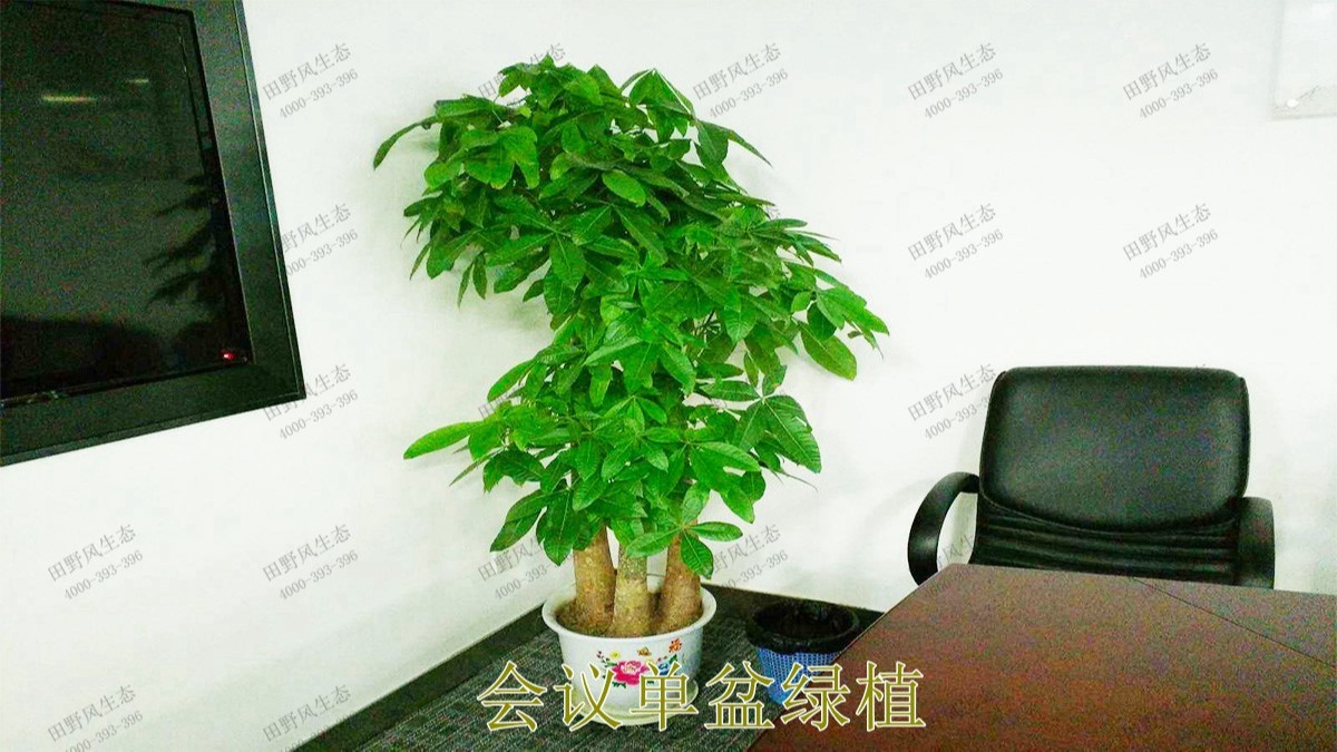 花卉植物租擺,廣東省交通運輸建設(shè)工程質(zhì)量檢測中心