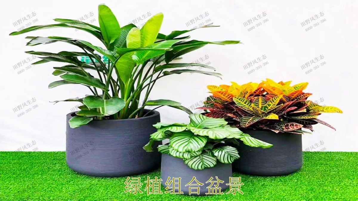 花卉植物租擺,廣東省交通運輸建設(shè)工程質(zhì)量檢測中心