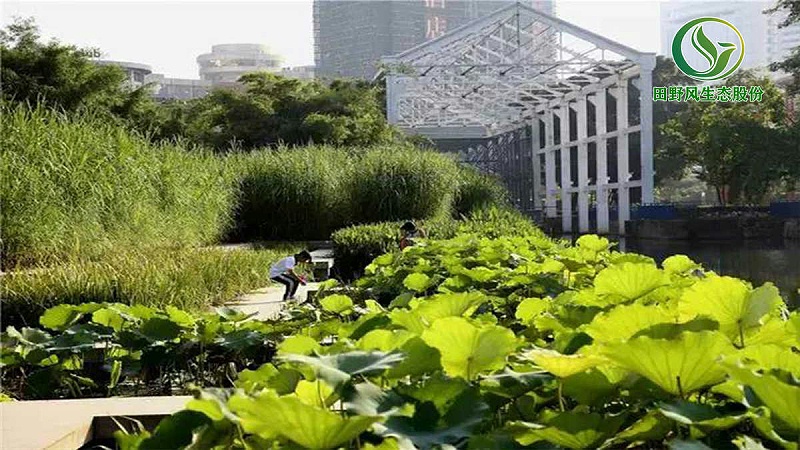 草坪養護，花草養護