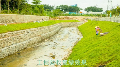 龍勝縣和平河道河堤坡面掛網植草施工