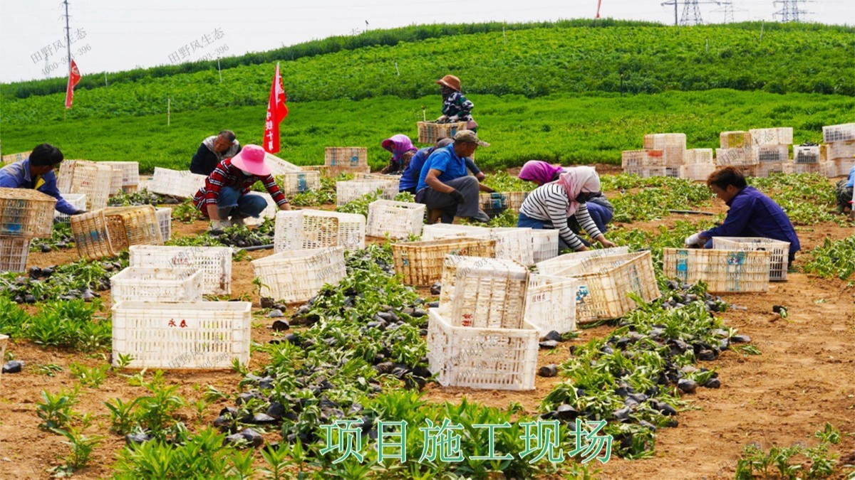 廣西五彩田園休閑農業生態園