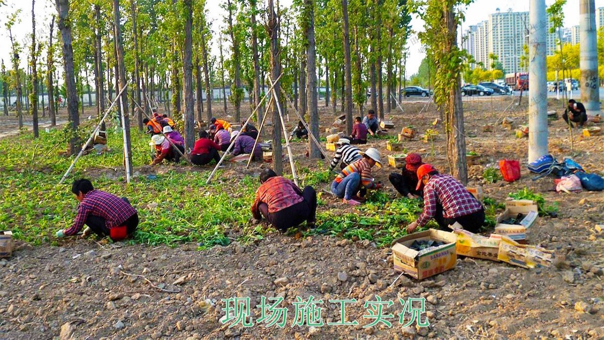 廣西五彩田園休閑農業生態園