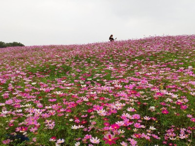 波斯菊適合種植在哪里