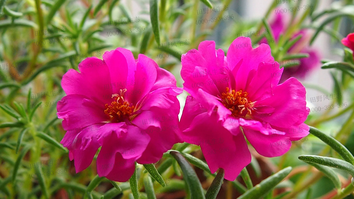 太陽(yáng)花種子