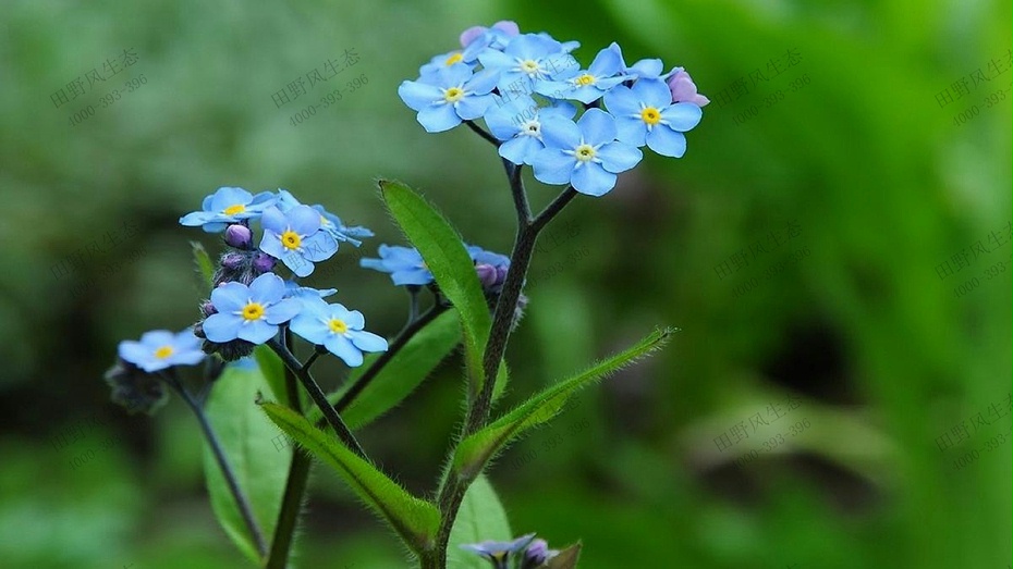 勿忘草花卉花種子