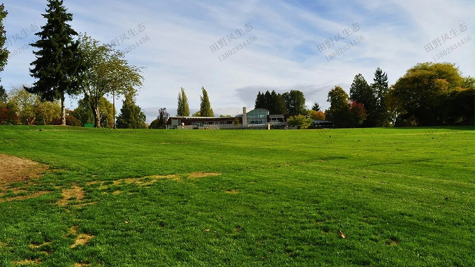 公園草坪建植