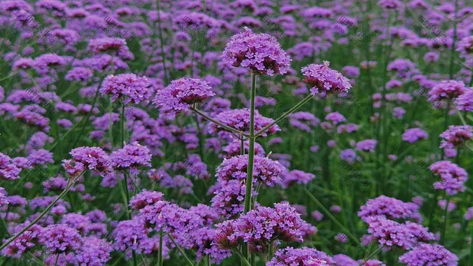 花種批發