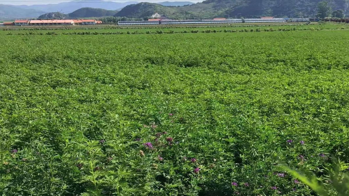 紫花苜蓿什么時(shí)候播種最好