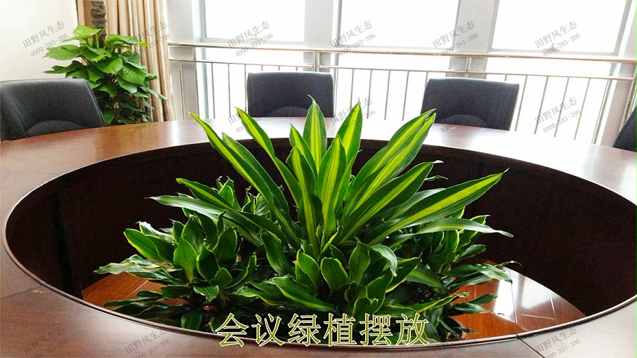 會議綠植擺放