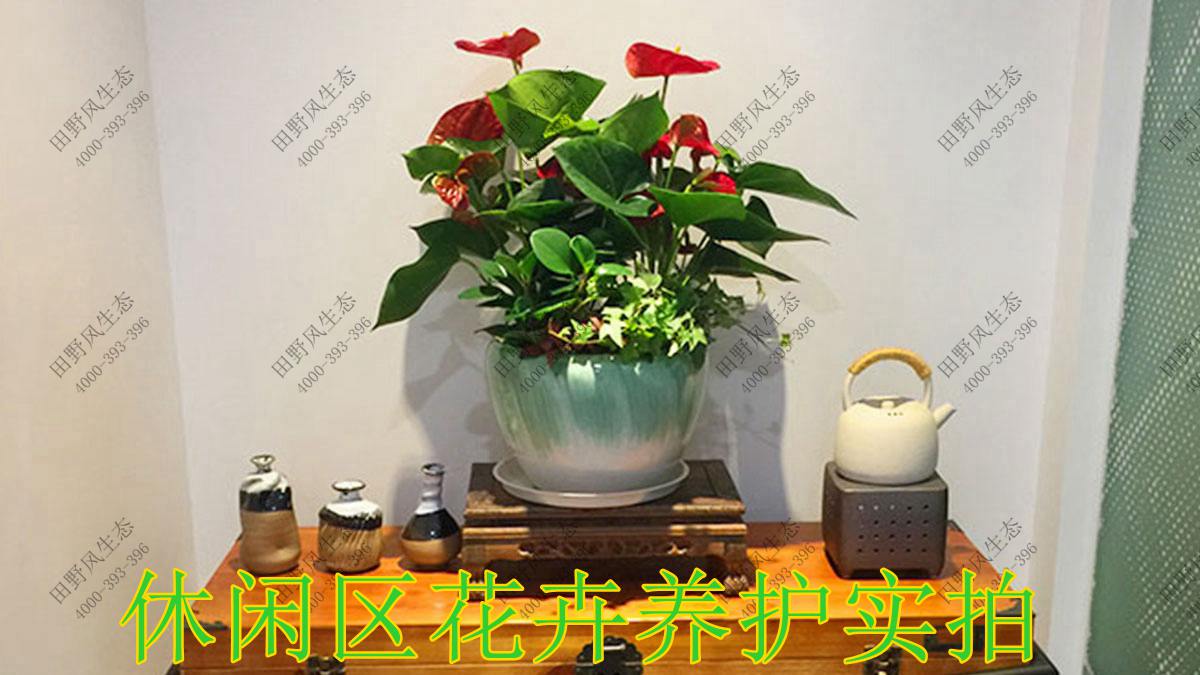 綠化養(yǎng)護(hù),植物養(yǎng)護(hù)