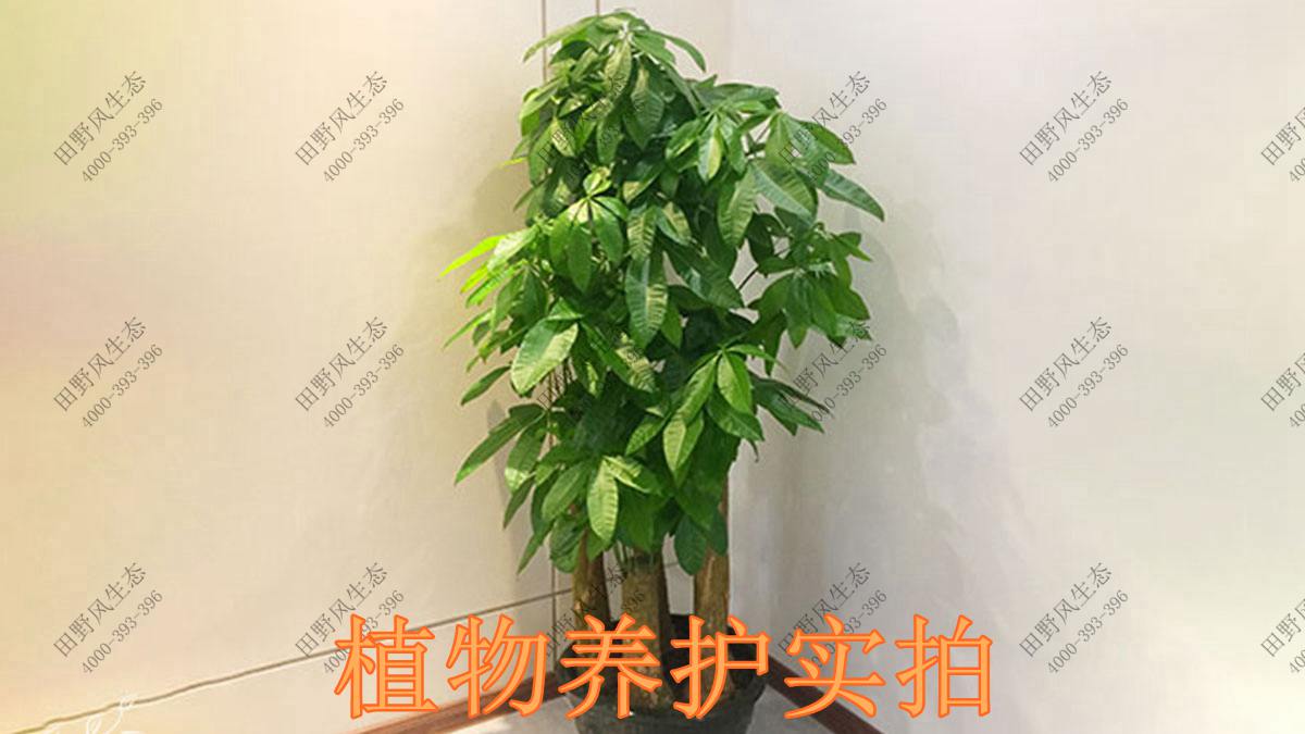 綠植養(yǎng)護(hù)