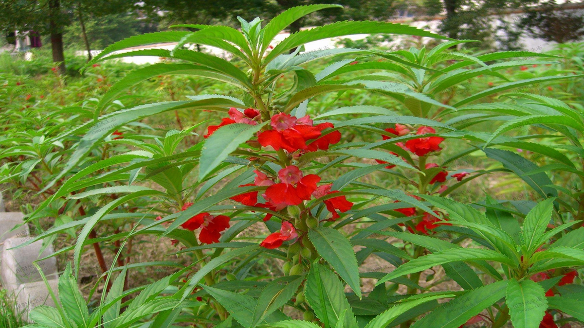 鳳仙花種植