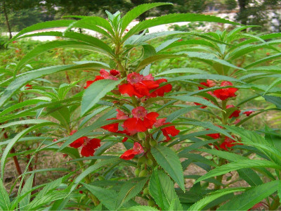 帶你走進兒時的回憶，鳳仙花種子種植方法