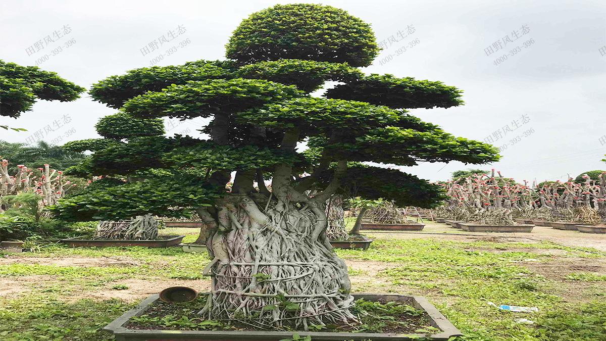 11造型小葉榕樹(shù)樁