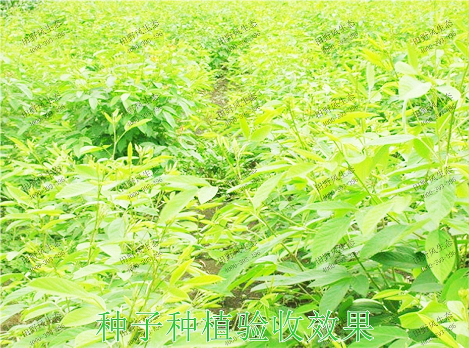 6種子種植驗(yàn)收效果