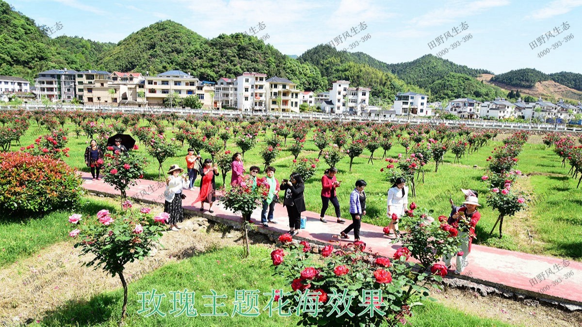 廣州番禺農業大觀園景觀花海