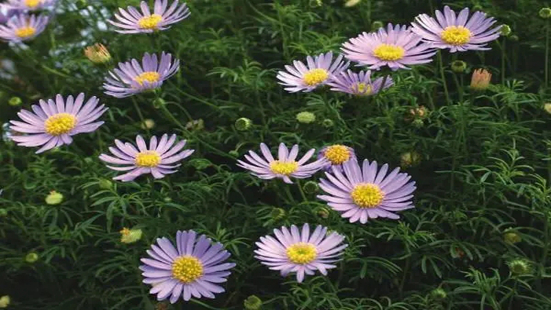 花種批發