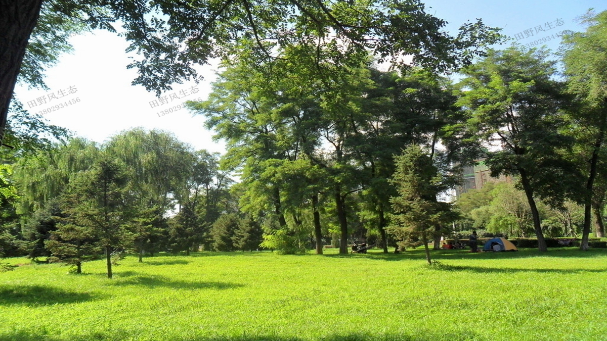 適合在公園種植的草坪草種有哪些？