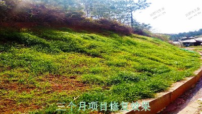 江西廣昌火龍果基地廠區掛網植草