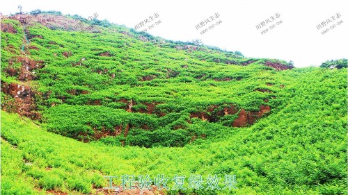 海豐蓮花山山體滑坡地質災害邊坡噴草