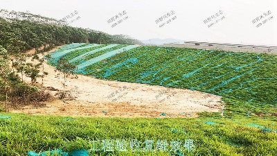 海大集團養豬基地邊坡復綠