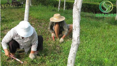 廣州多雨季節時，如何做好綠化養護？