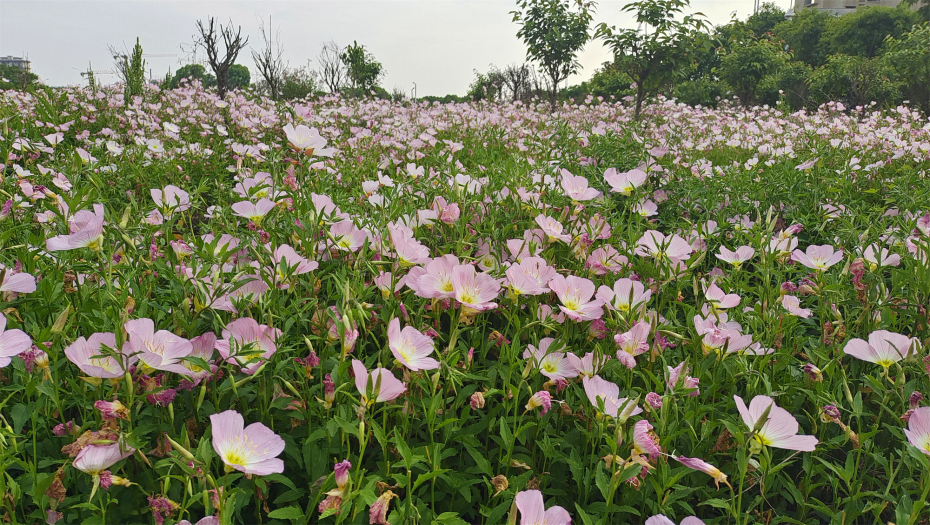 月見草種子